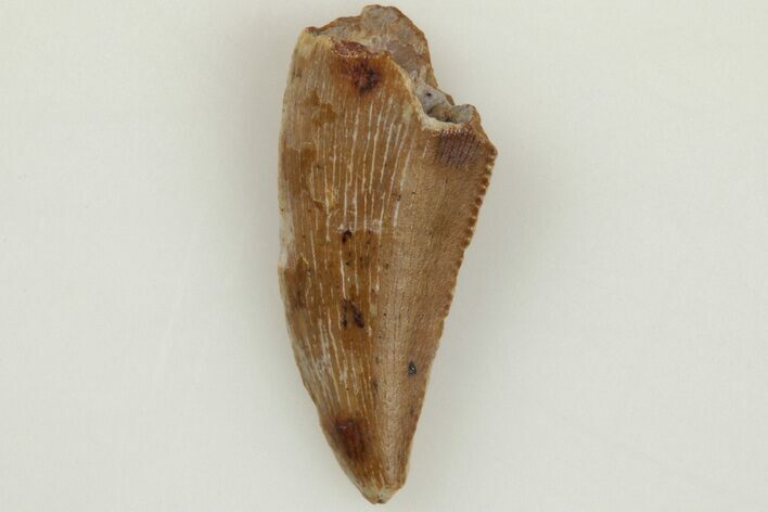 Bargain, .65" Raptor Tooth - Real Dinosaur Tooth